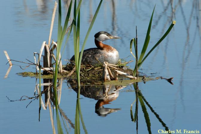 Photo (5): Red-necked Grebe