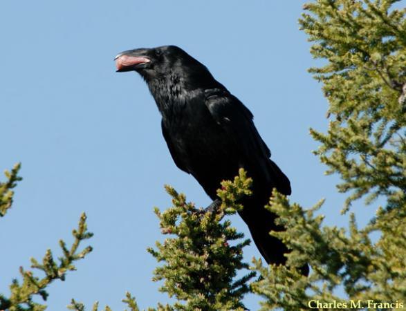 Photo (9): Common Raven