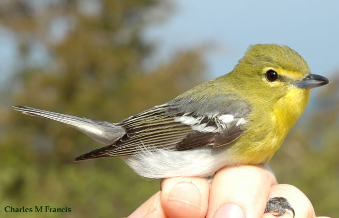 Photo (11): Yellow-throated Vireo