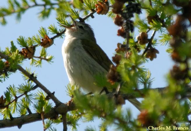 Photo (4): Tennessee Warbler