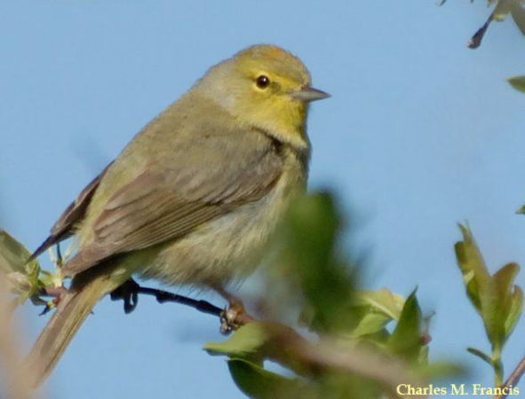 Photo (14): Orange-crowned Warbler