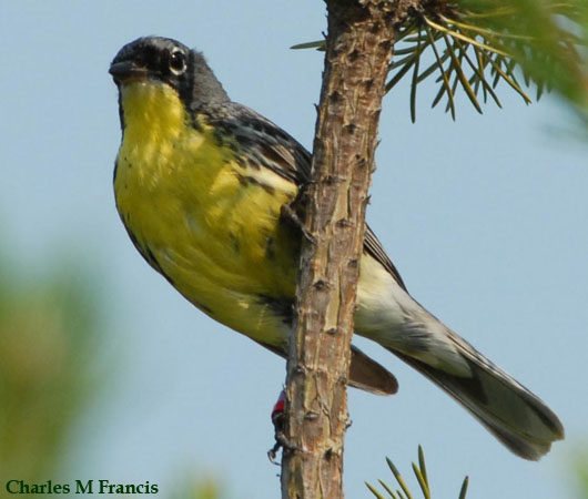 Photo (16): Kirtland's Warbler