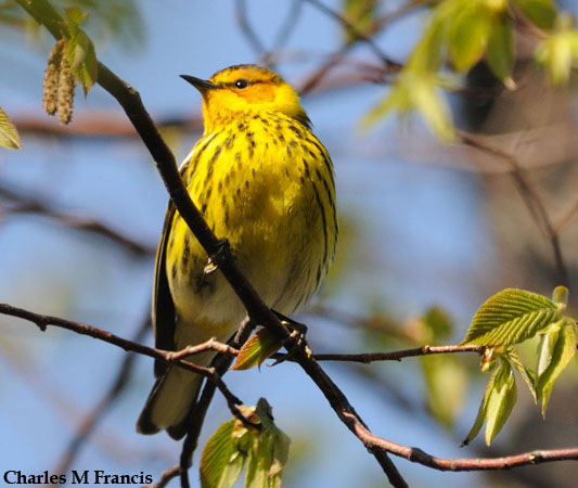 Photo (9): Cape May Warbler