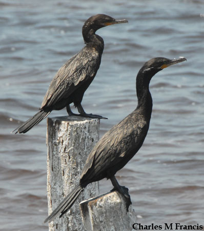 Photo (4): Neotropic Cormorant
