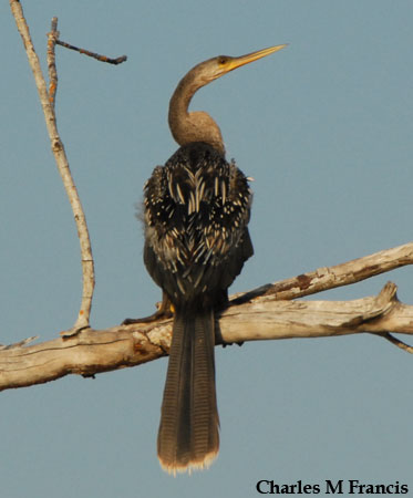 Photo (4): Anhinga