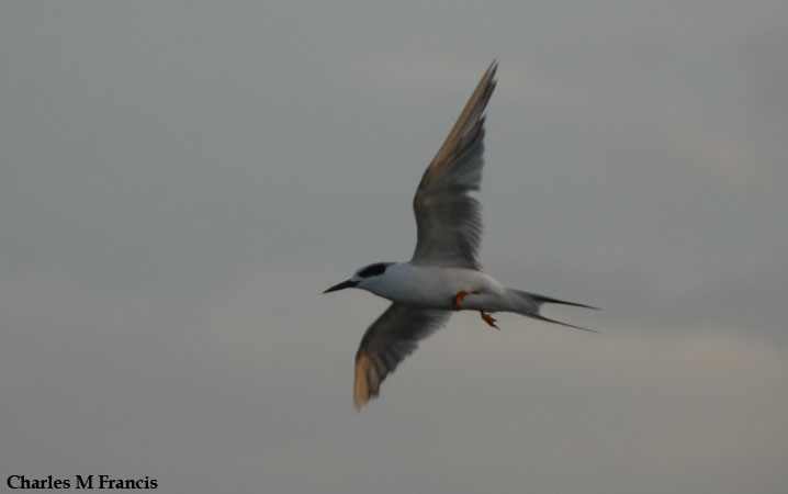 Photo (10): Forster's Tern