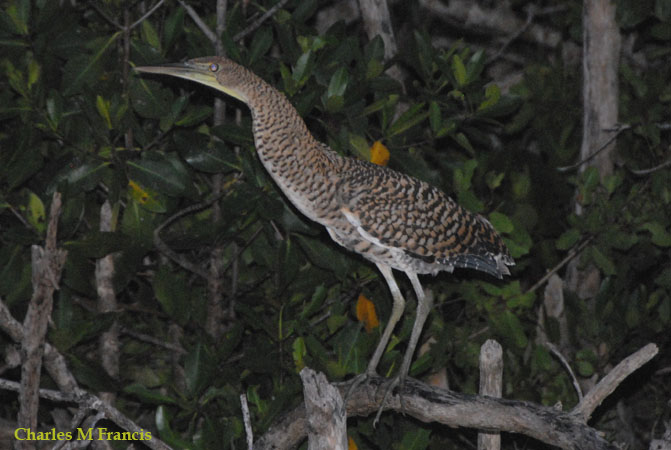 Photo (25): Bare-throated Tiger-Heron