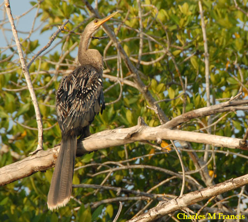 Photo (5): Anhinga