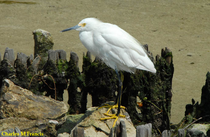 Photo (7): Snowy Egret