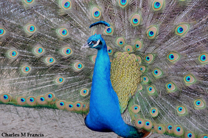 Photo (9): Indian Peafowl