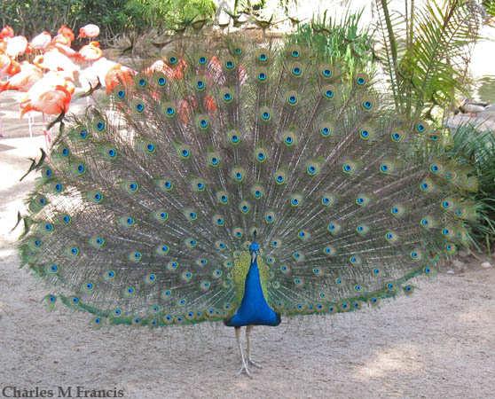 Photo (10): Indian Peafowl