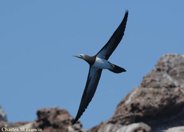 Photo (14): Brown Booby