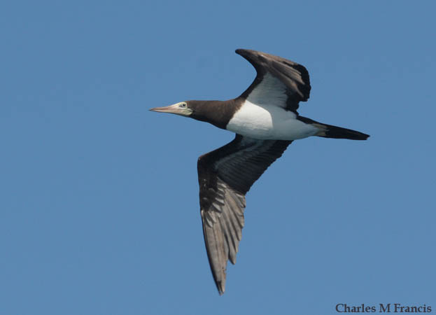 Photo (12): Brown Booby