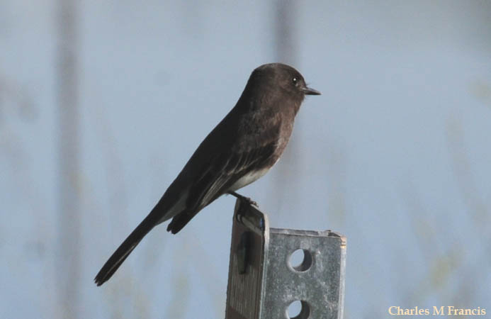 Photo (13): Black Phoebe