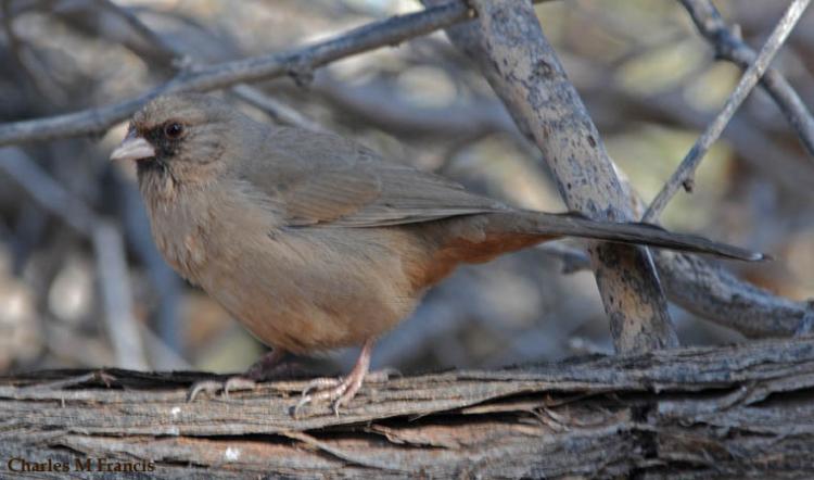 Photo (2): Abert's Towhee