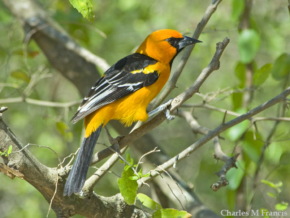 Photo (7): Altamira Oriole