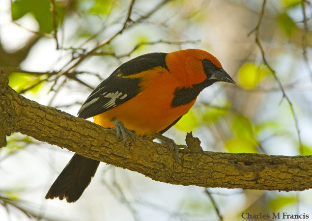 Photo (10): Altamira Oriole