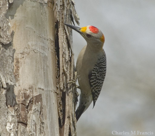 Photo (3): Golden-fronted Woodpecker