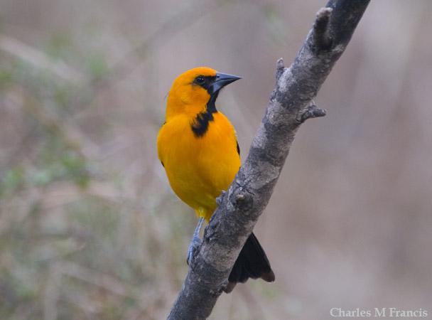 Photo (5): Altamira Oriole