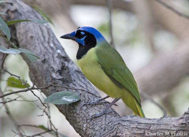 Photo (3): Green Jay