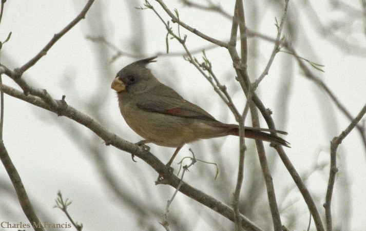 Photo (11): Pyrrhuloxia