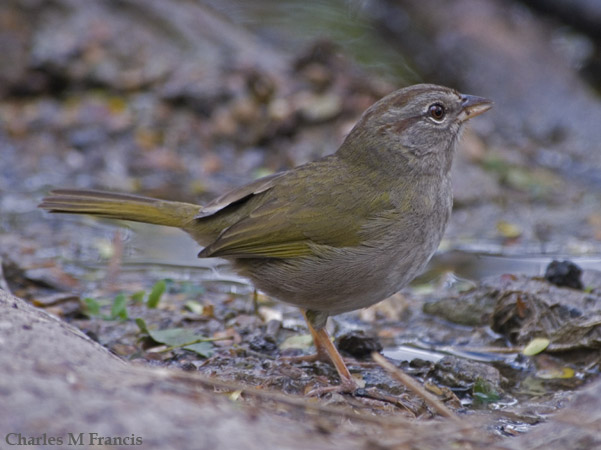 Photo (8): Olive Sparrow