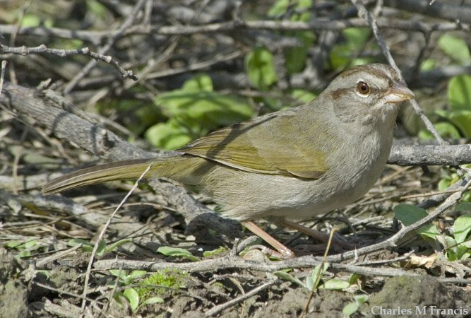Photo (10): Olive Sparrow