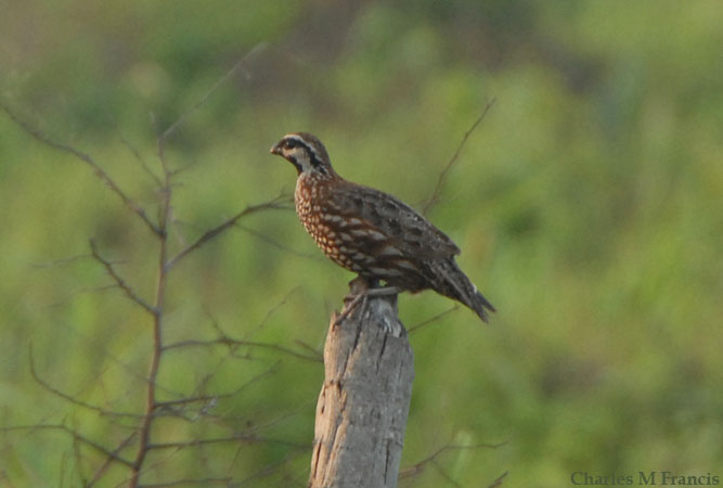 Photo (2): Black-throated Bobwhite