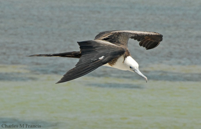 Photo (24): Magnificent Frigatebird