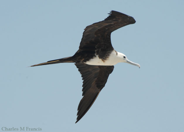 Photo (28): Magnificent Frigatebird