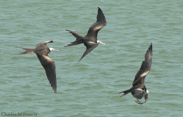 Photo (25): Magnificent Frigatebird