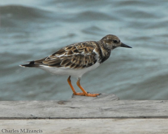 Photo (12): Ruddy Turnstone