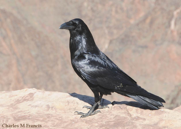 Photo (1): Common Raven