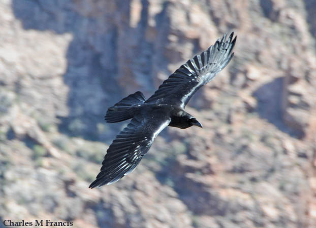 Photo (12): Common Raven