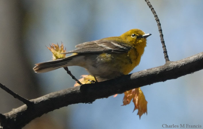 Photo (8): Pine Warbler