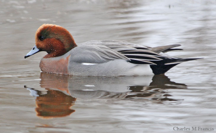 Photo (8): Eurasian Wigeon