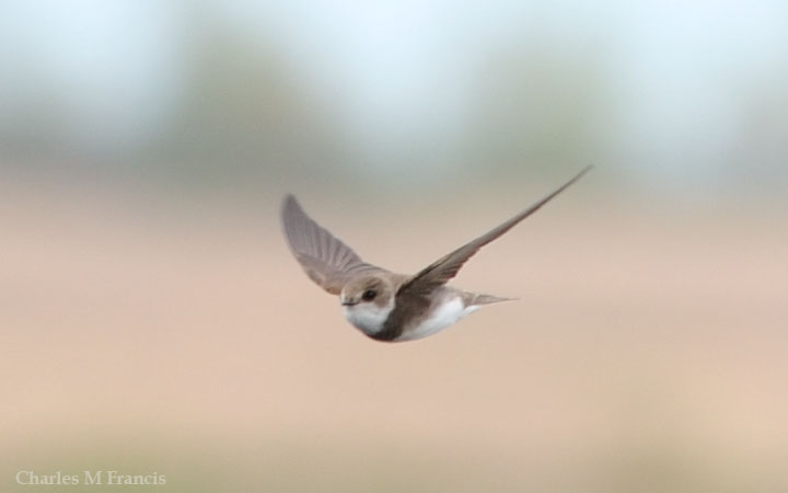 Photo (6): Bank Swallow