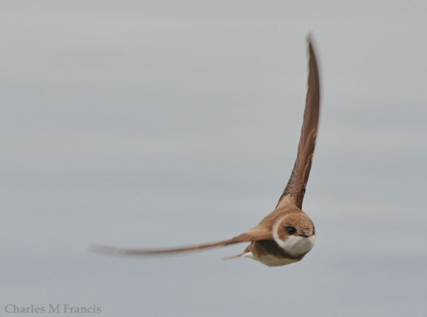 Photo (1): Bank Swallow