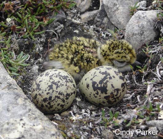 Photo (21): Black-bellied Plover