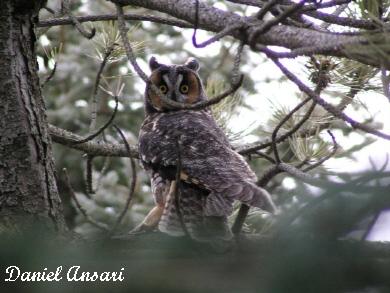 Photo (9): Long-eared Owl