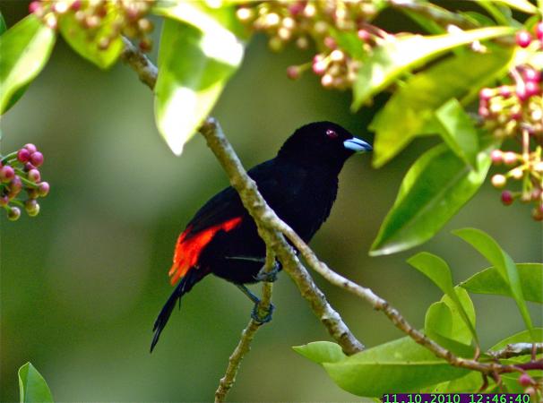 Photo (12): Passerini's Tanager