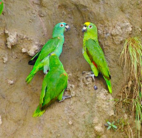 Photo (1): Yellow-crowned Parrot