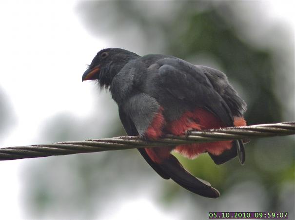 Photo (9): Slaty-tailed Trogon