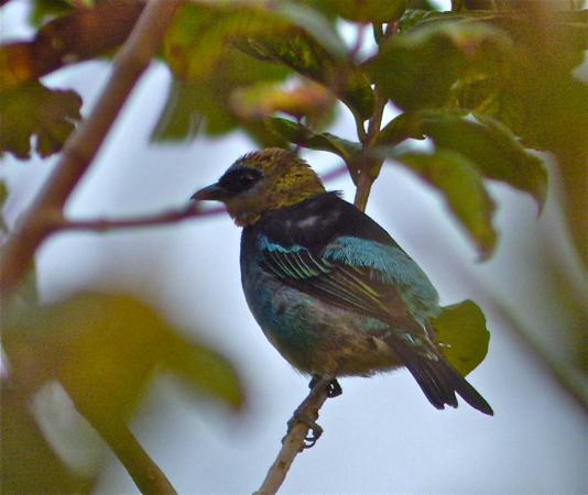 Photo (9): Golden-hooded Tanager