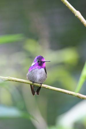 Photo (3): Costa's Hummingbird