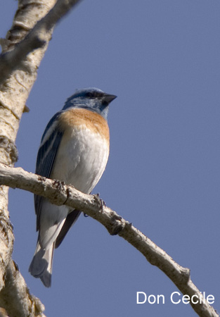 Photo (16): Lazuli Bunting