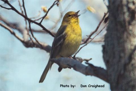 Photo (17): Pine Warbler