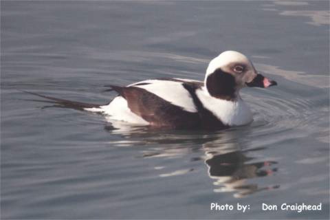 Photo (10): Long-tailed Duck