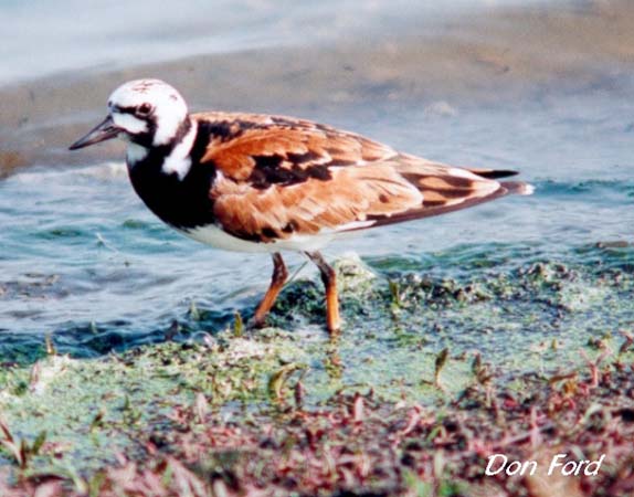 Photo (5): Ruddy Turnstone