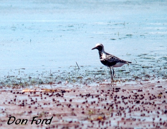 Photo (4): Black-bellied Plover